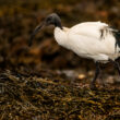 Ibis sacré en Loire-Atlantique